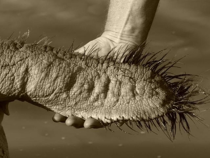 Изображение Фото: africahunting.com