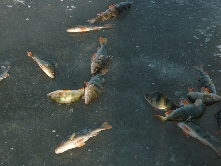 Рыболовные вести с Нижней Волги