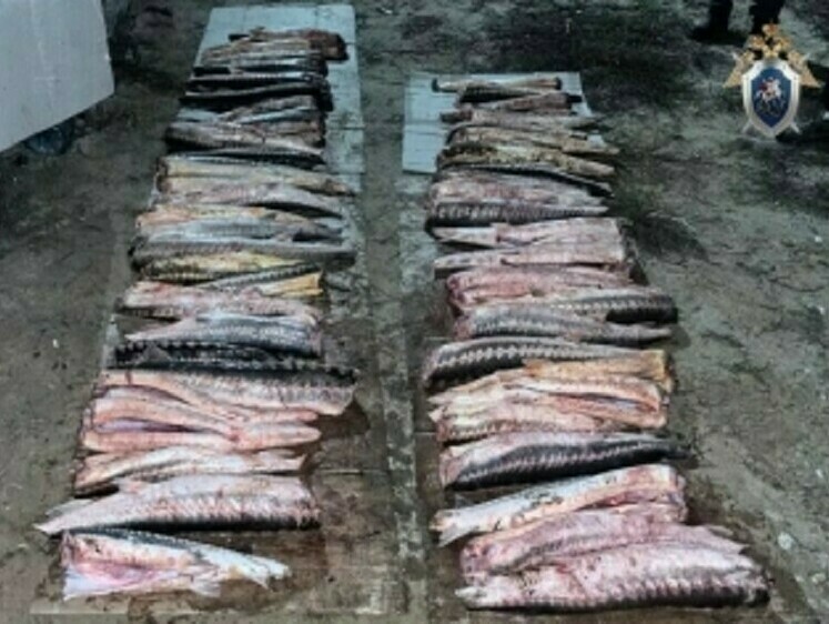 Астраханские браконьеры заняты добычей осетров