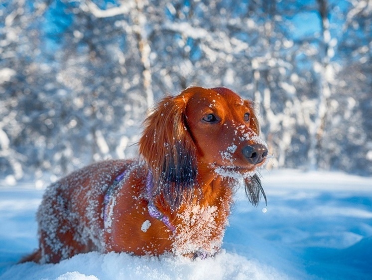 «Не бить!»: за что в Первую мировую в США и Англии ненавидели такс
