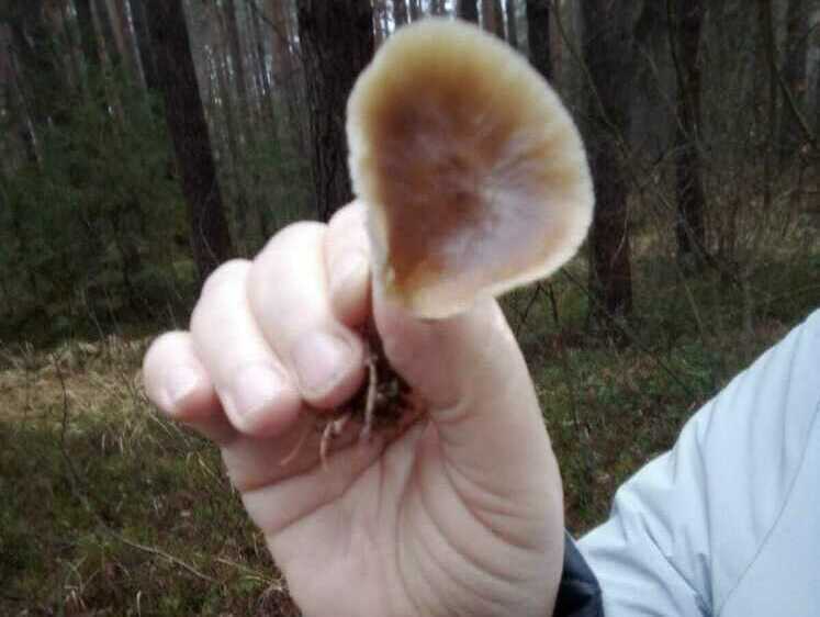 Охота на рейдеров. Щедрый урожай вёшенок в Подмосковье