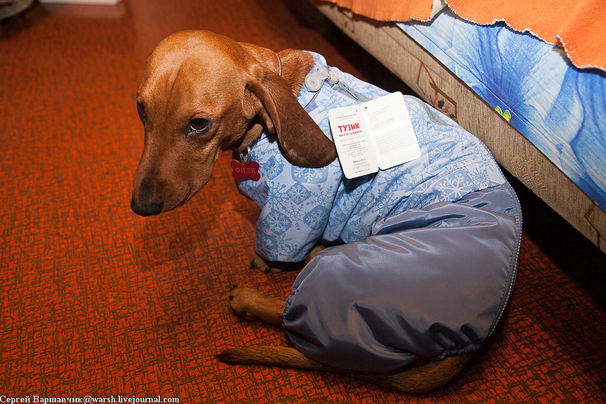 Изображение Фото автора 