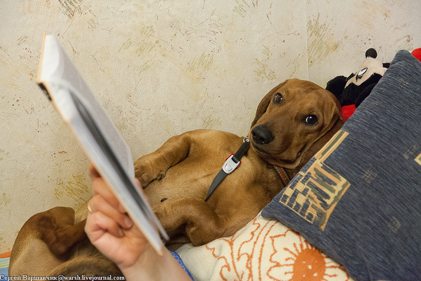 Изображение Фото автора 