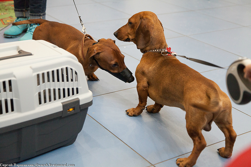 Изображение Фото автора 