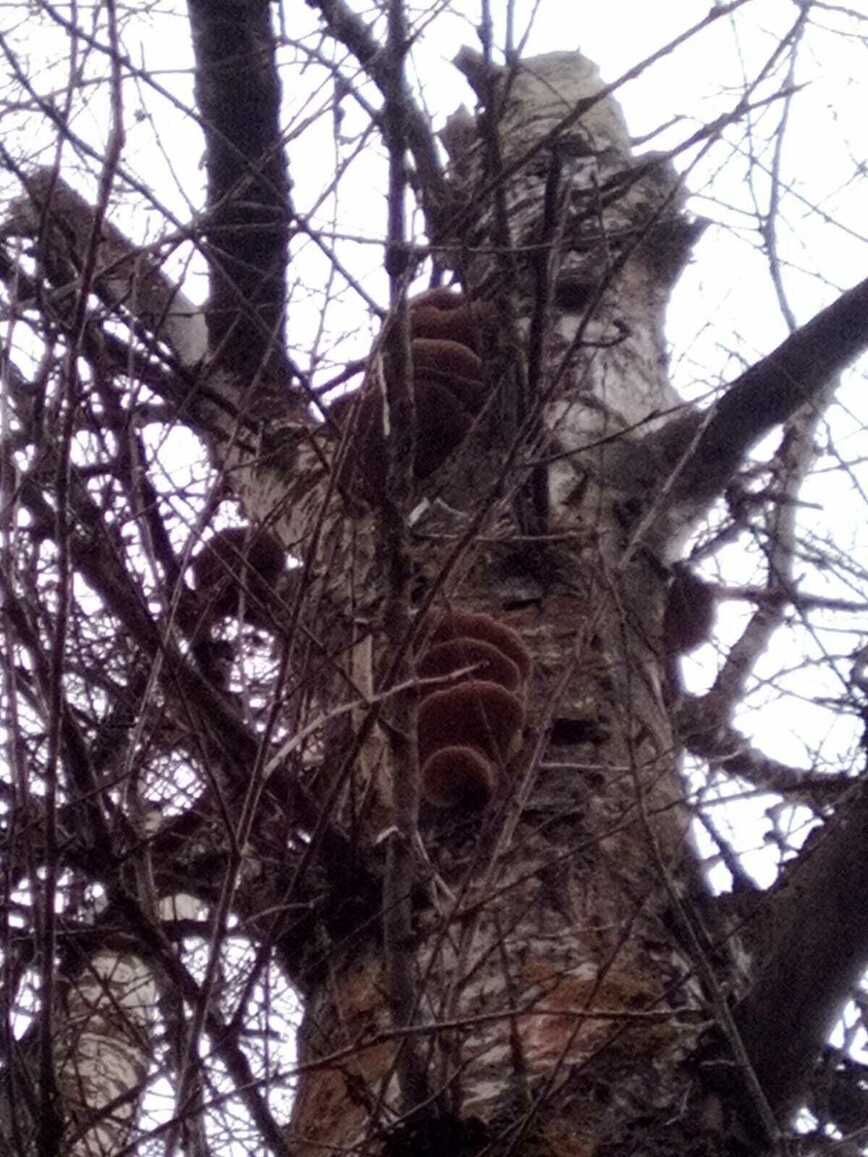 Изображение Фото автора 