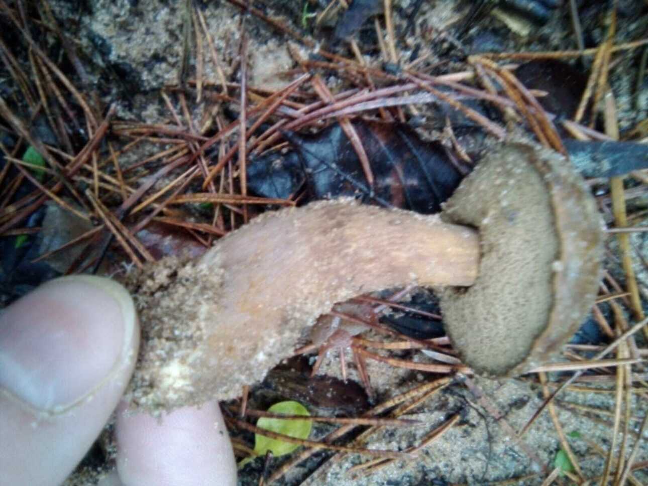 Изображение Фото автора 