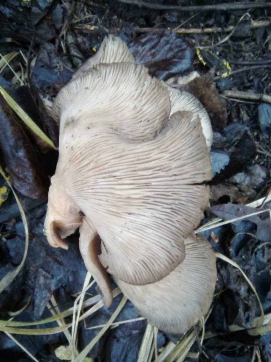 Изображение Фото автора 