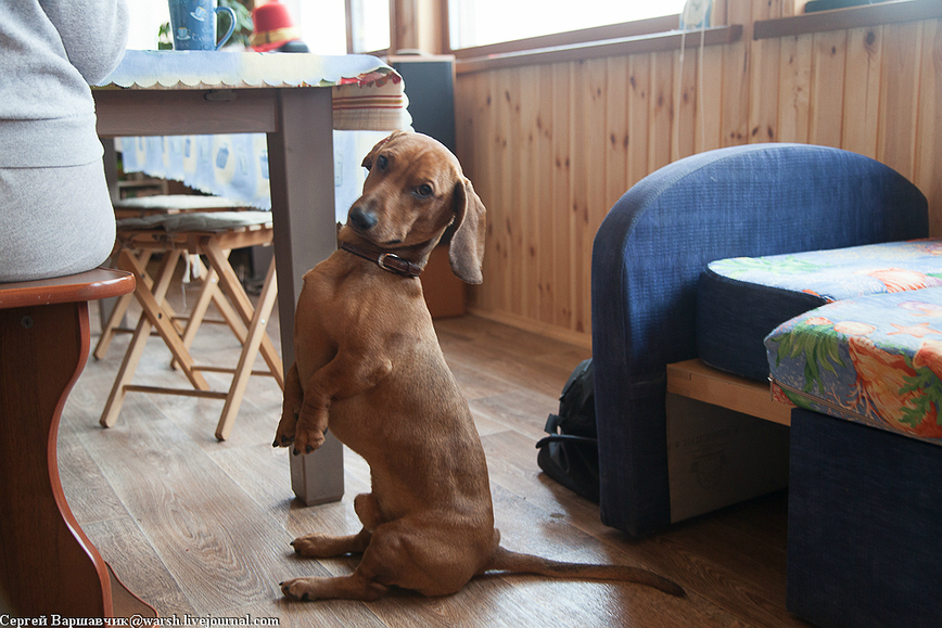 Изображение Фото автора 