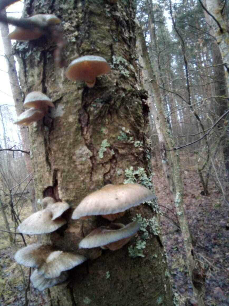 Изображение Фото автора 