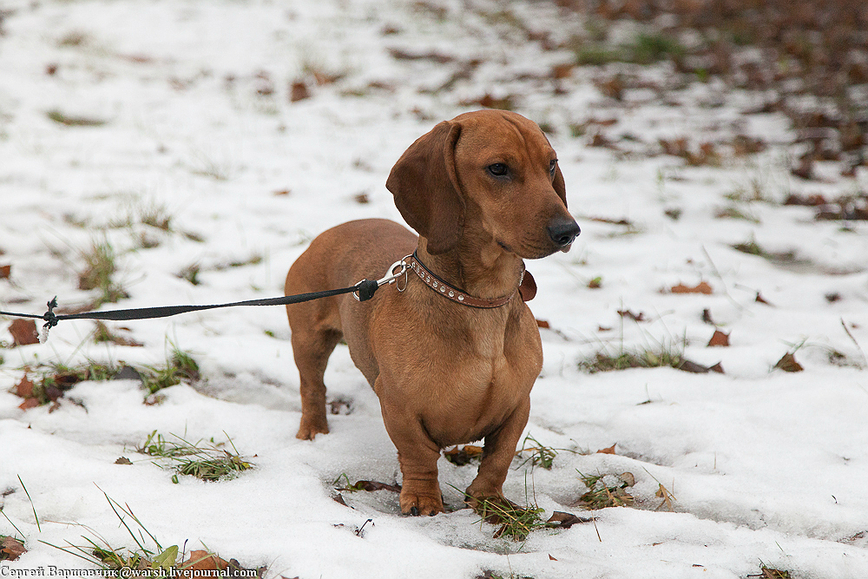Изображение Фото автора 