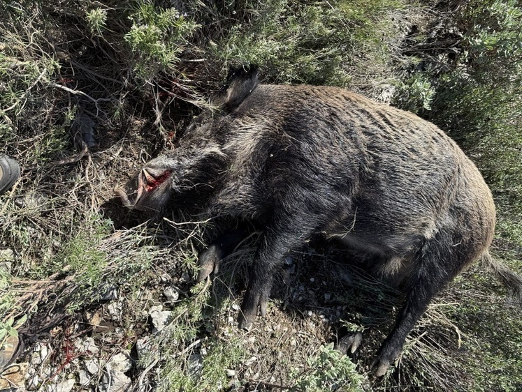 Французский кабанчик. Альпийская охота на клыкастого зверя с собаками