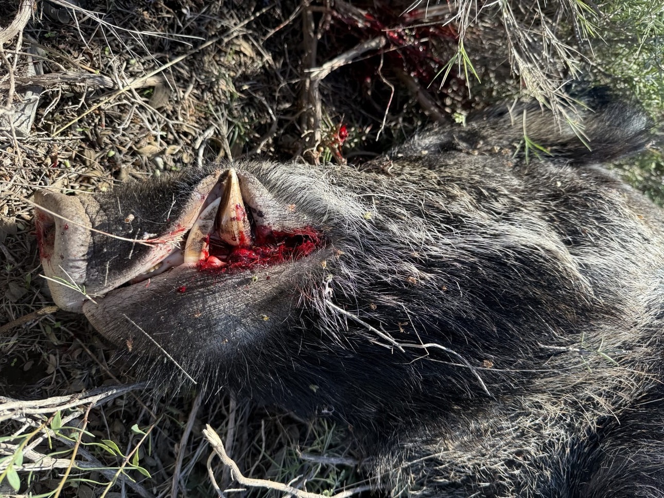 Изображение Фото: africahunting.com