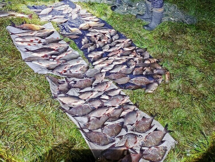 На Оке поймали группу браконьеров с сетями и уловом