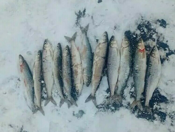 Омулевые браконьеры задержаны при поддержке Росгвардии