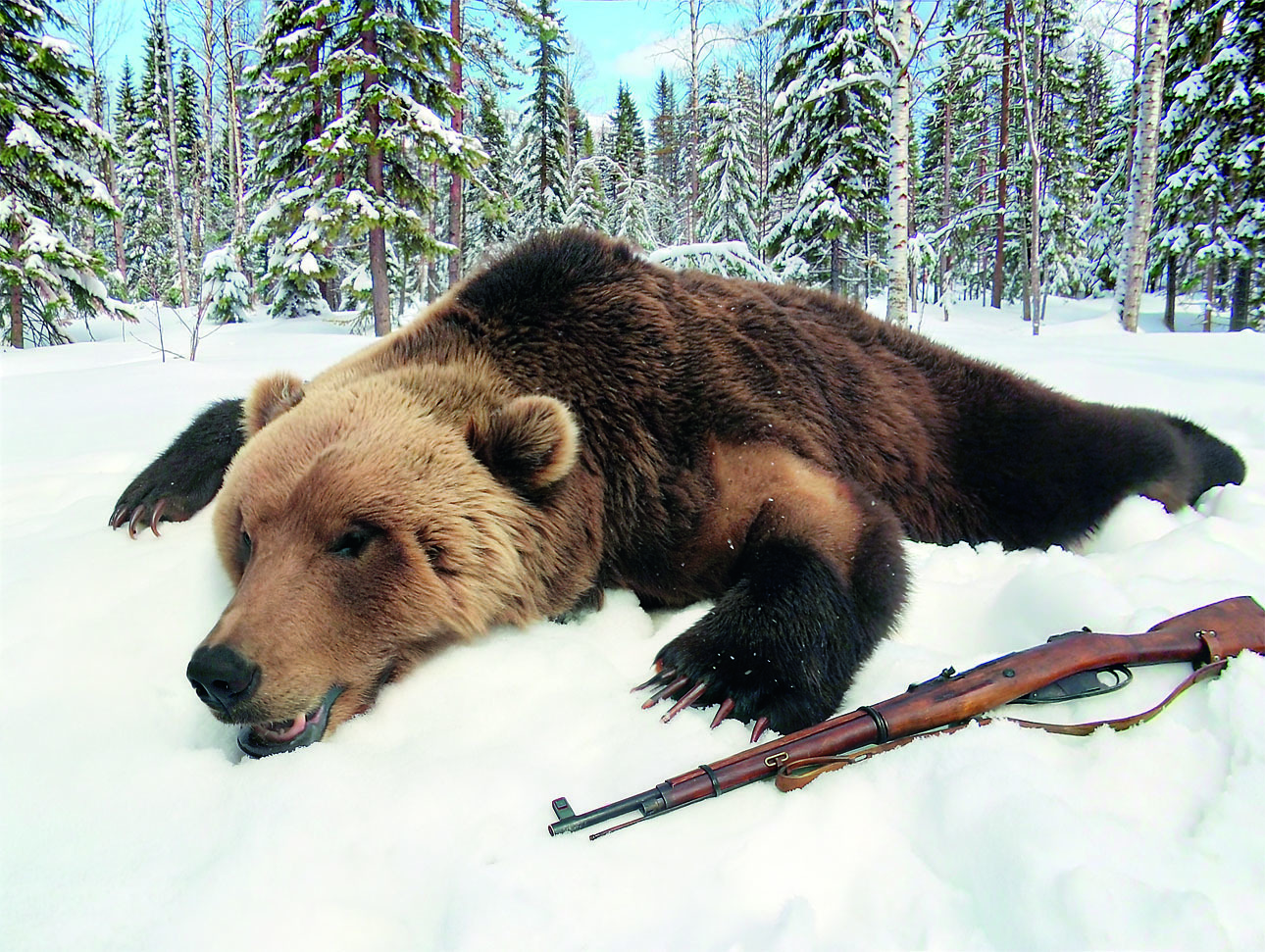 Изображение Гуляющий зимой по тайге медведь-шатун — большая проблема для человека. Фото: Антон Журавков 