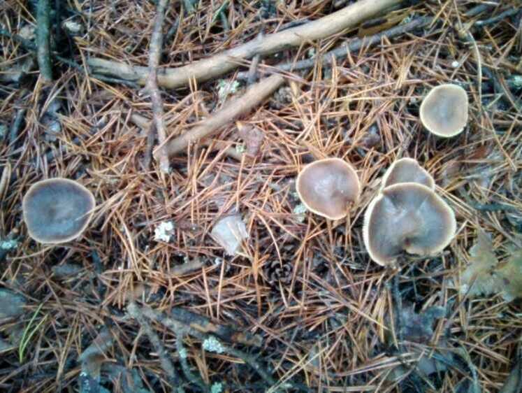 Порезать братьев одним махом. Гигрофоры: сладкие и коварные