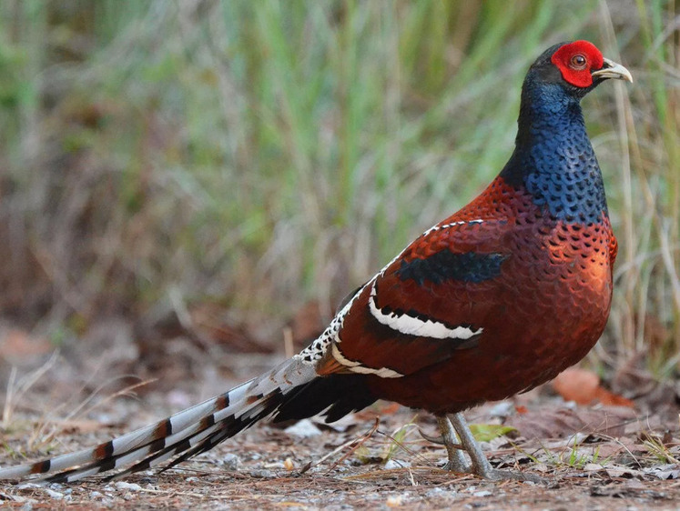 О диком брате петуха. Охота на фазана в Подмосковье (с рецептом)