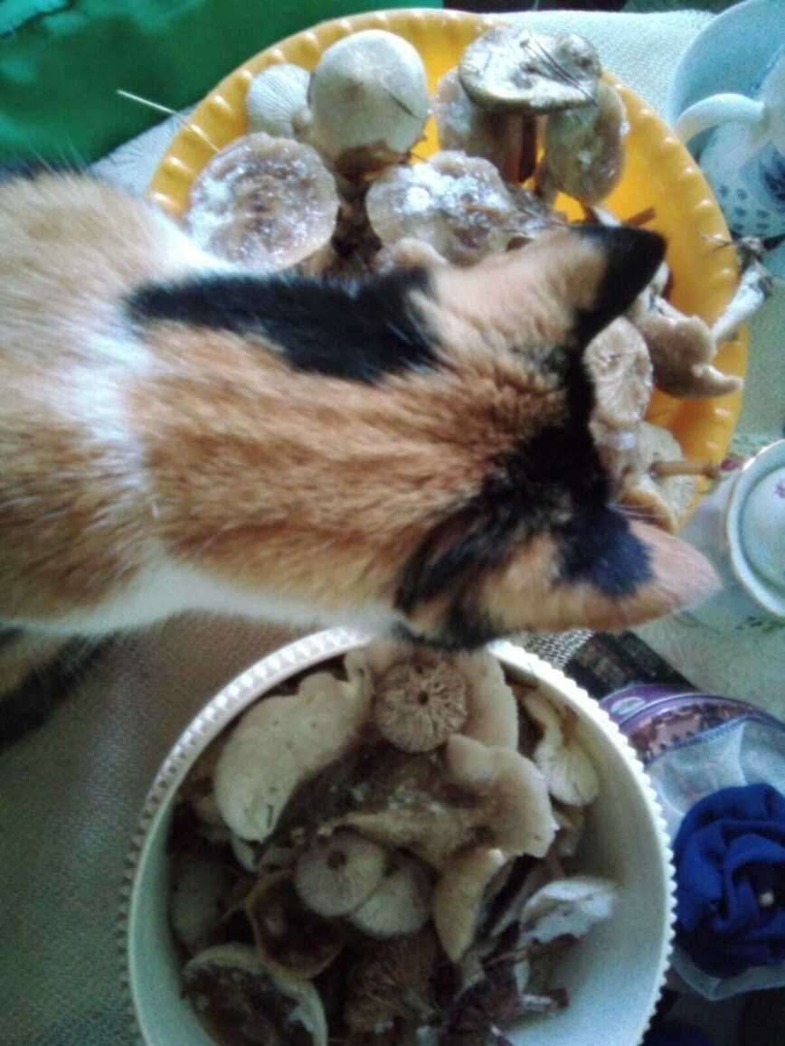 Изображение Фото автора 