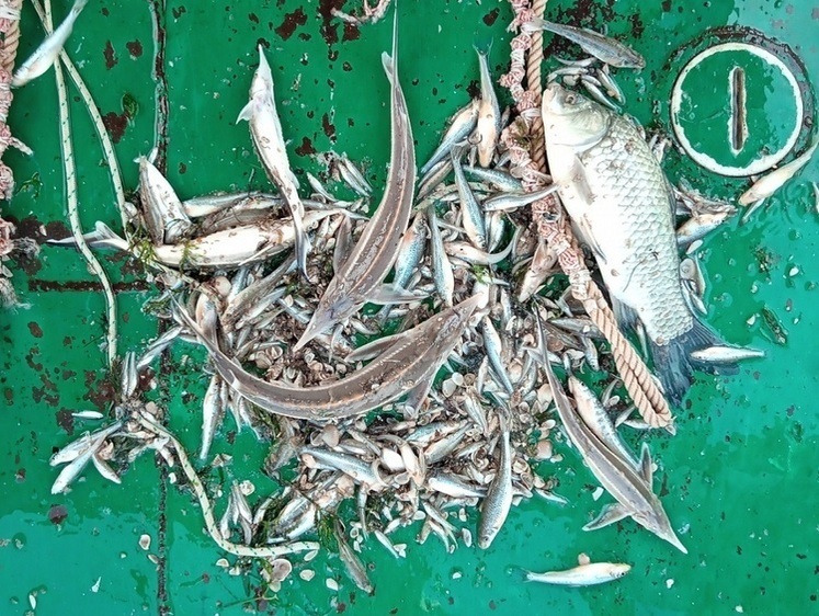 Ожидать хороших уловов на Нижней Волге не приходится 