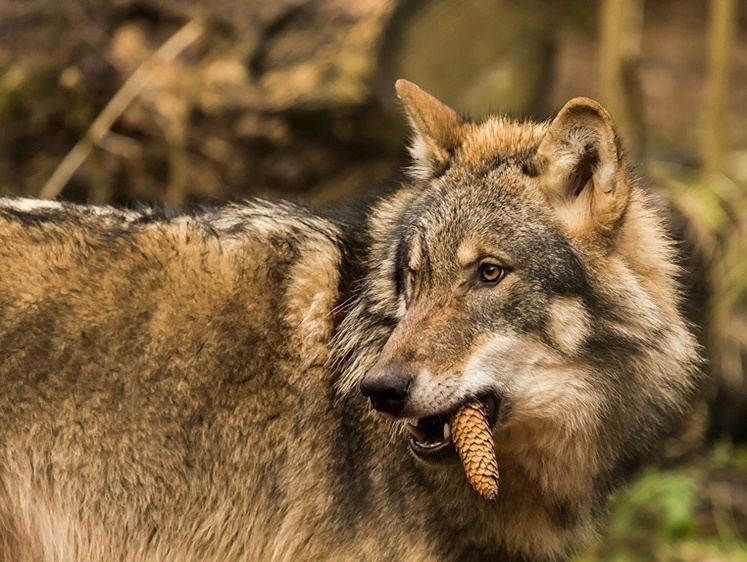 Вломил по полной: «Да он у меня лицензий-то на охоту ни разу не брал»