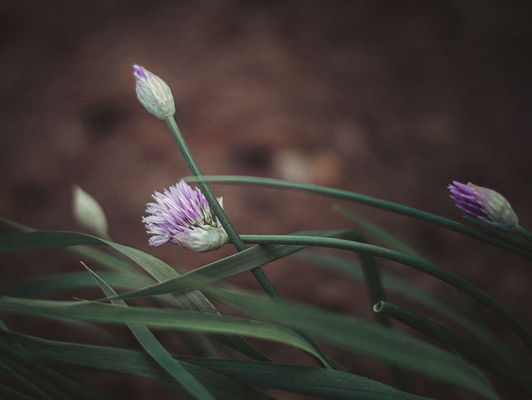 Пора ли укрыть озимый чеснок на зиму?