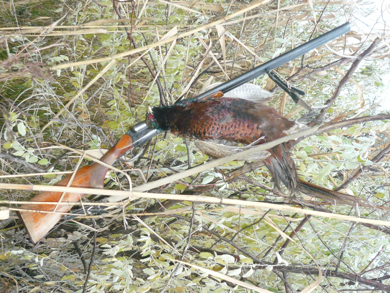 Изображение Фото автора 