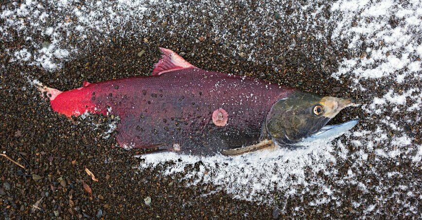 Изображение Фото автора 