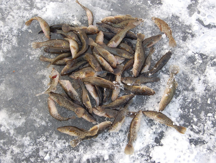 Ротан отправился завоевывать рынок Китая