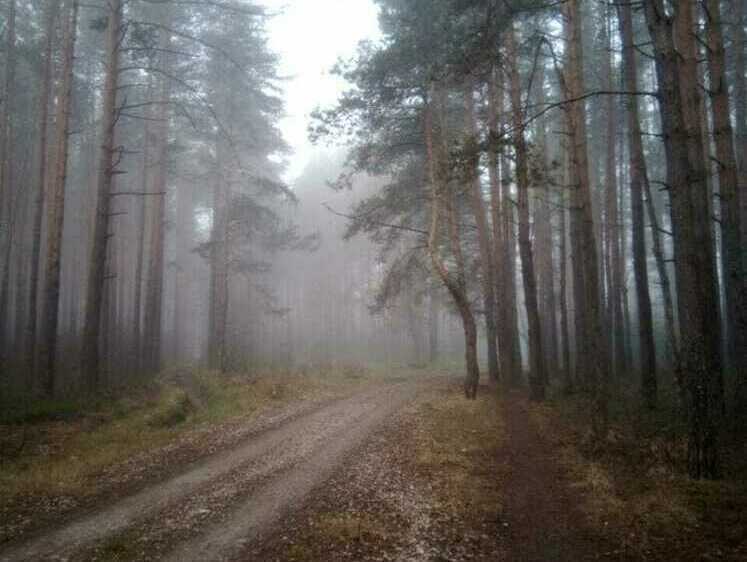 Итоги грибного сезона в Подмосковье (+ памятка начинающему грибнику)