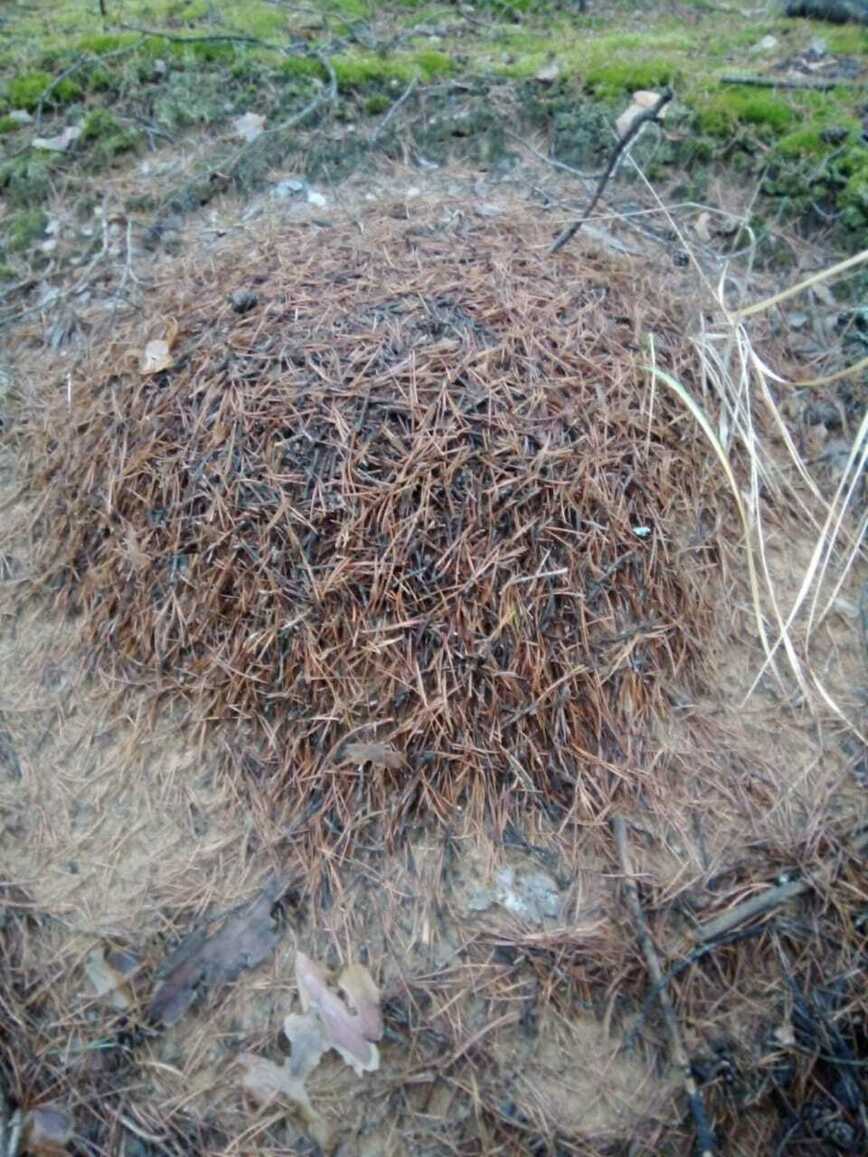 Изображение Фото автора 