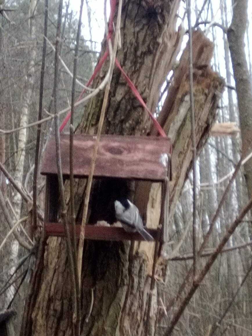 Изображение Поползень прилетел к кормушке. Фото автора 