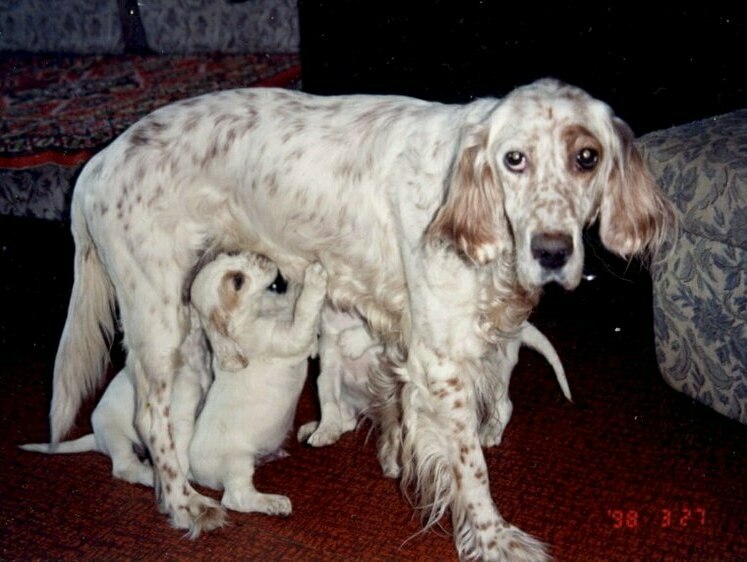 «Одного из щенков вырастил Толстой». За что генсеки ценили сеттеров