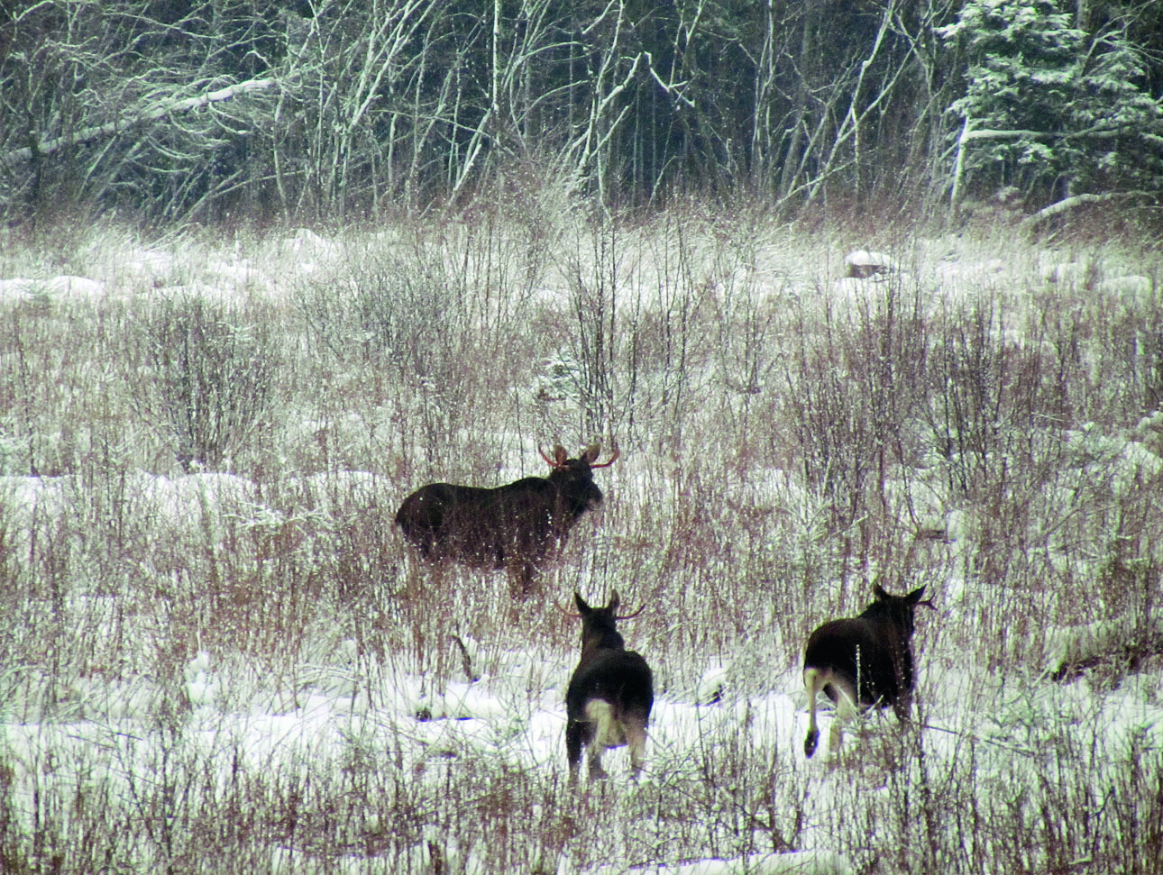 Изображение Лоси могут кормиться неделями на небольшом пятачке, а как пойдет снег, тронутся дальше. ФОТО СВЕТЛАНЫ БУРКОВСКОЙ 