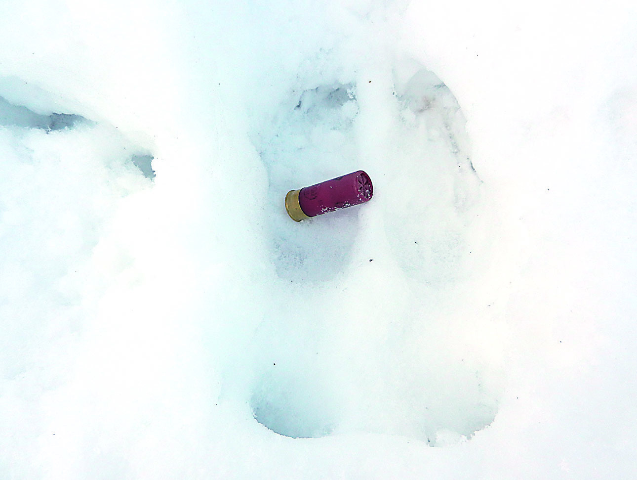 Изображение Найти патрон — полдела, а нарезную пулю в туше — считай, вина доказана. ФОТО СВЕТЛАНЫ БУРКОВСКОЙ 