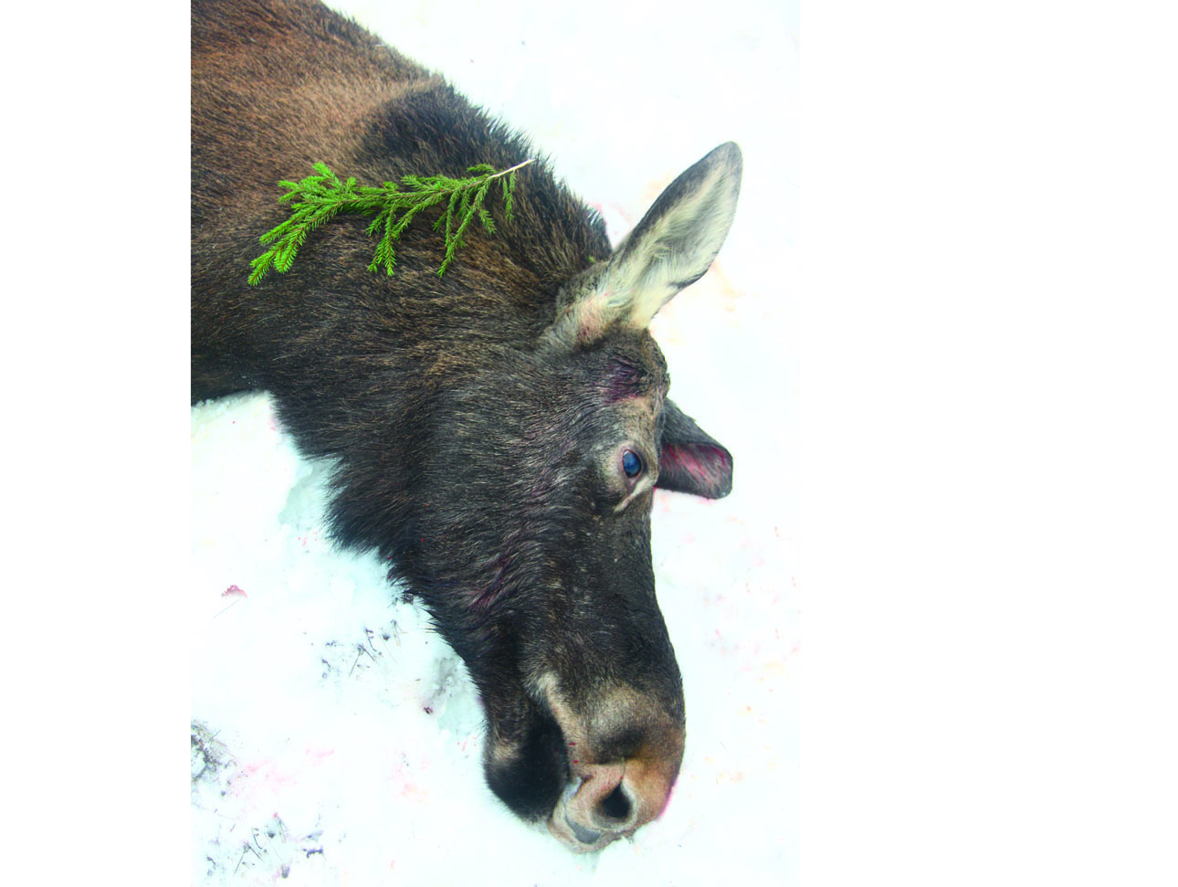 Изображение Если сумма ущерба превышает 120 000 рублей, то максимальный размер штрафа составляет один миллион, а максимальный срок лишения свободы — пять лет. ФОТО АНТОНА ЖУРАВКОВА 