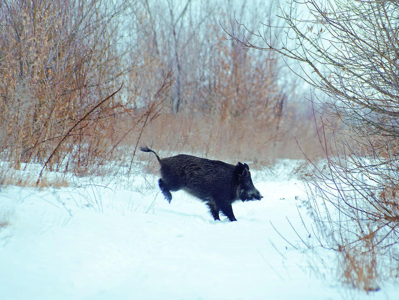 Изображение Когда зверь появляется в секторе стрельбы, трудно сохранять хладнокровие. ФОТО: ANATOLIY VOLKOV/WIKIMEDIA.ORG (CC BY-SA 4.0) 