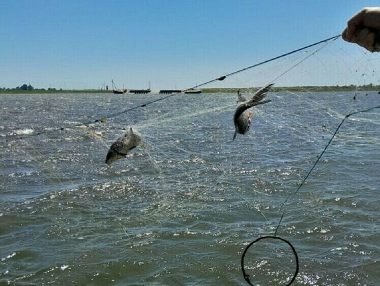 Рыба не желает идти в браконьерские сети