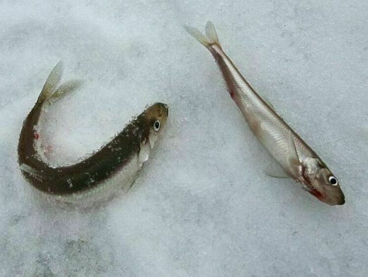 Три местных браконьера отдали за корюшку 1,8 млн и лодочный мотор