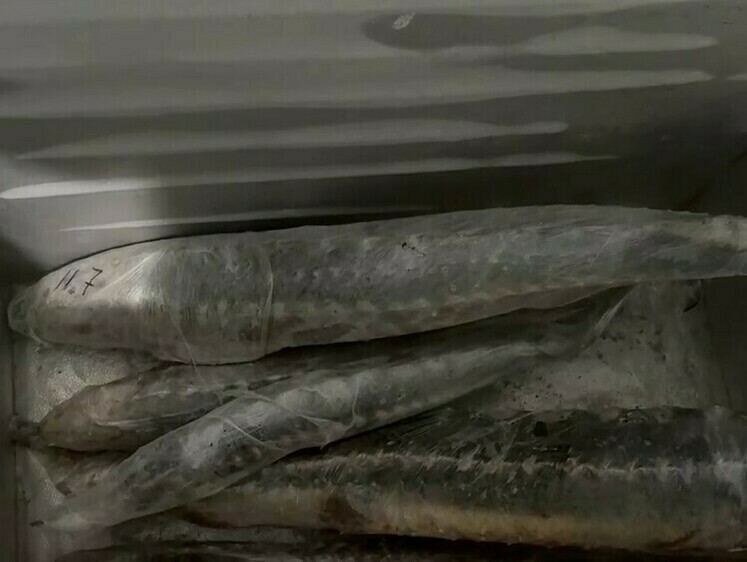 Полицейские задержали организатора осетровой ОПГ