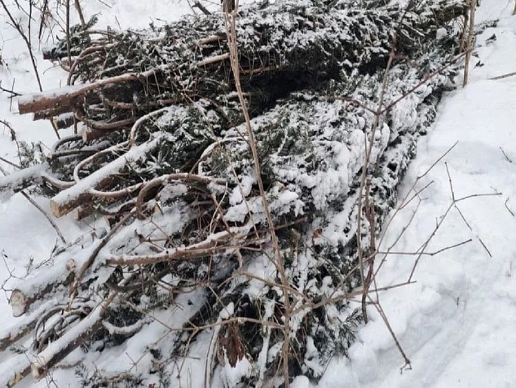 Лососевая путина прошла, но браконьерам есть чем заняться