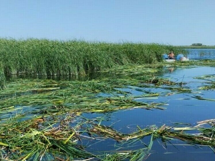 Госзадание по мелиорации Волгоградского водохранилища выполнено
