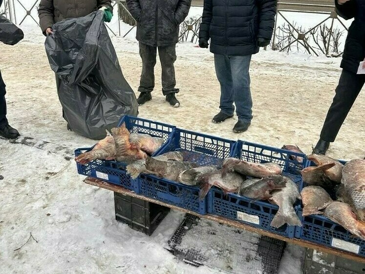 С улиц Марий Эл собрали 100 кг рыбы