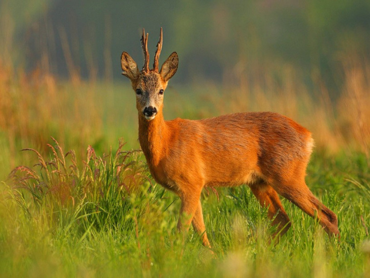 Рыбацкие приколы. Когда косули скатились с пригорка