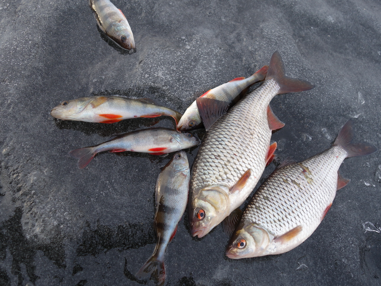 Изображение Фото: Линника Николая.