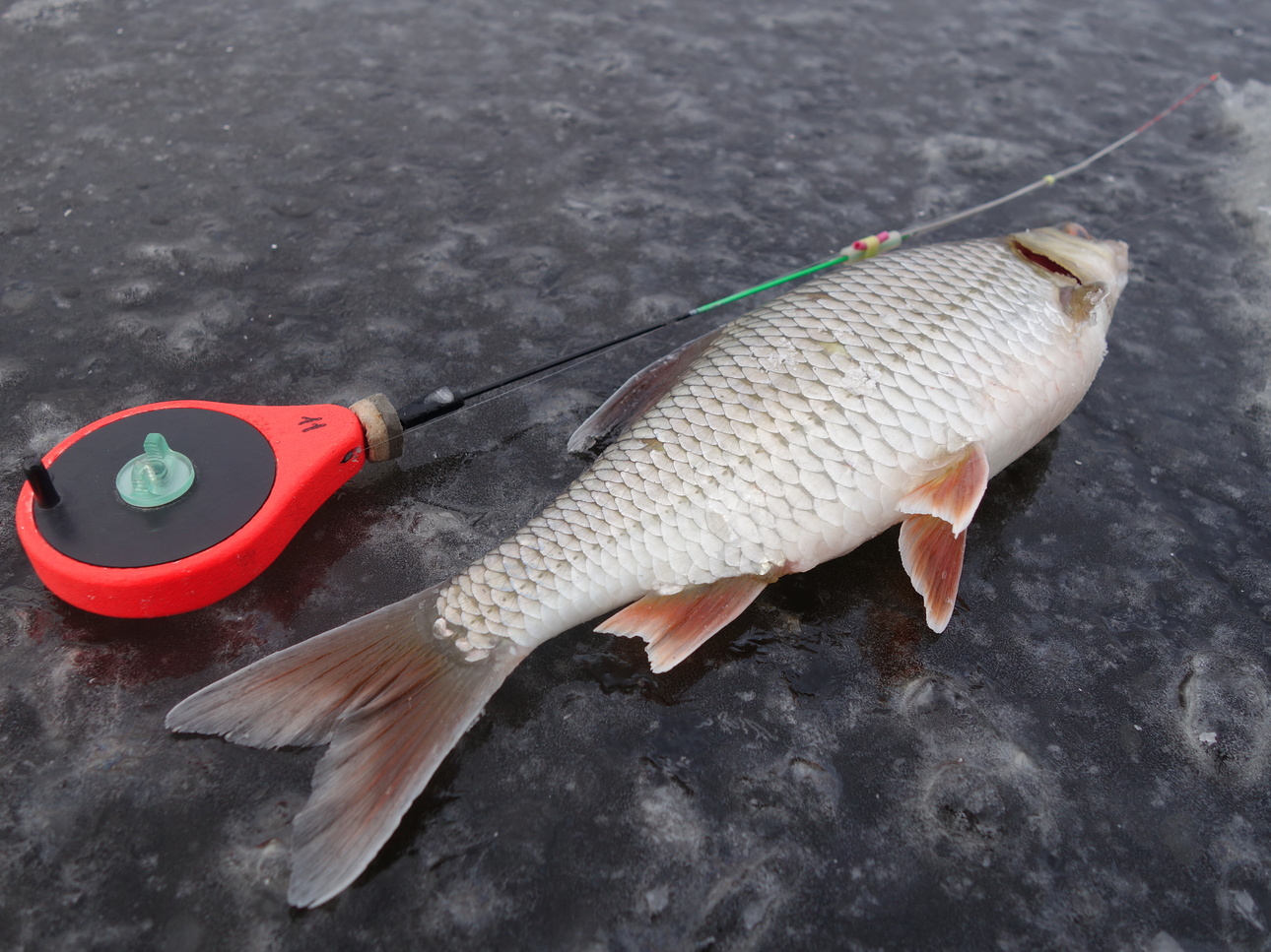 Изображение Фото: Линника Николая.