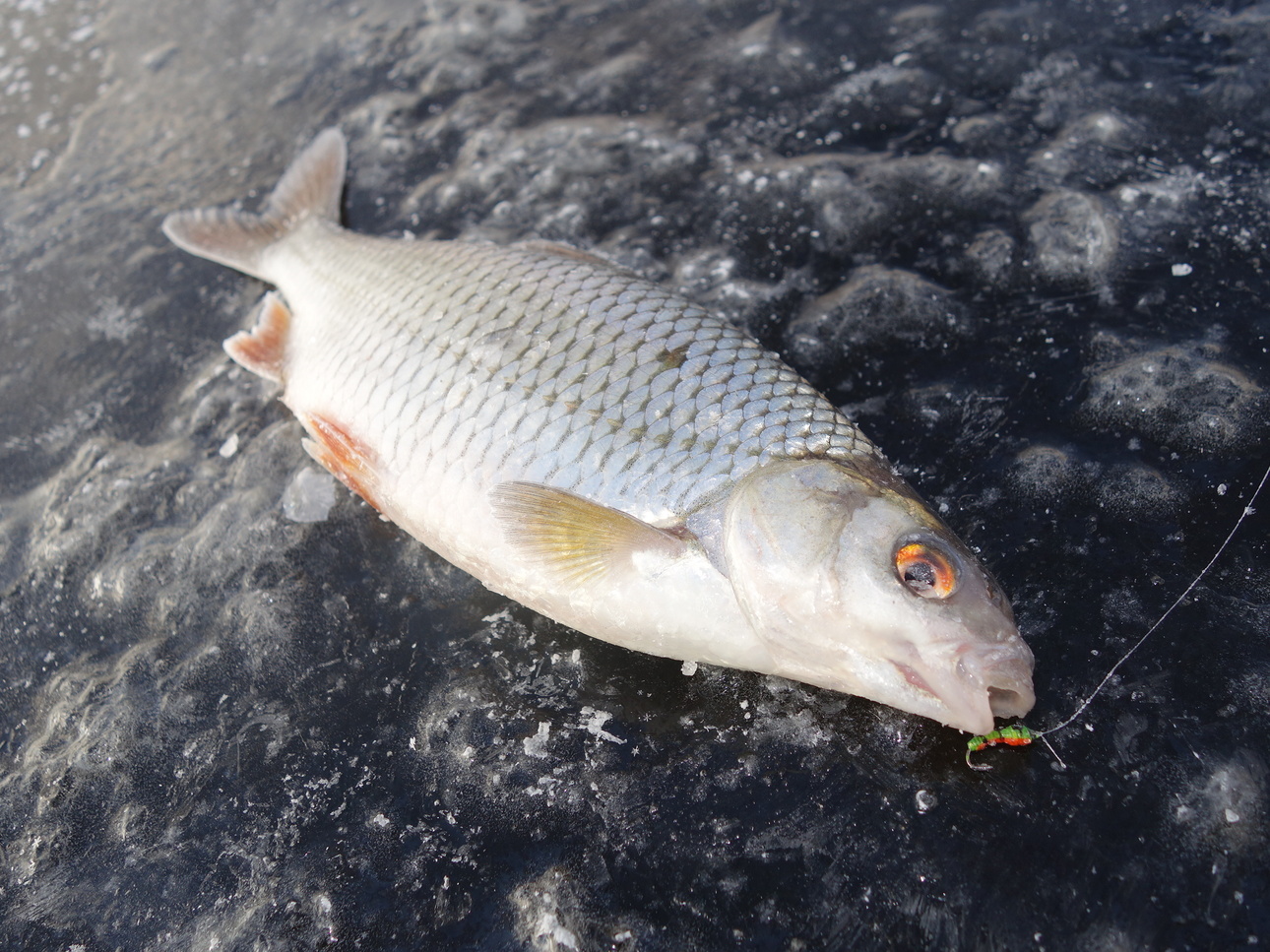 Изображение Фото: Линника Николая.