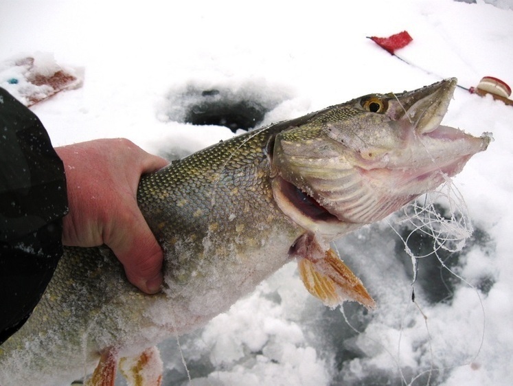 А вот и щуки к Новому году!