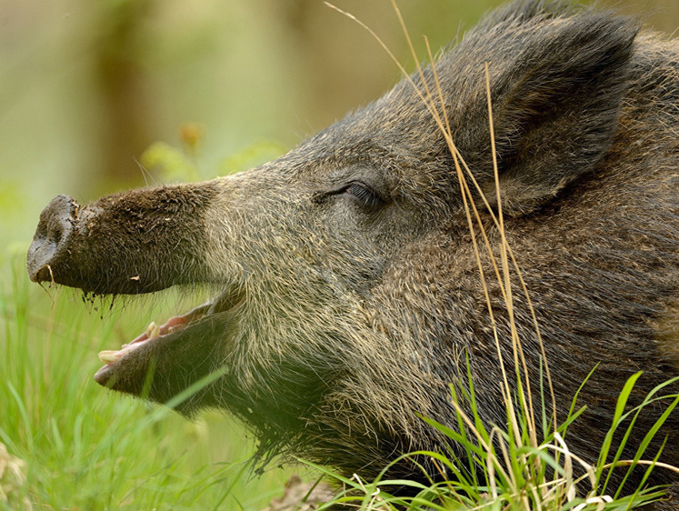 Кабан с сюрпризом. «Не люблю я лосей стрелять. Не тот трофей!»
