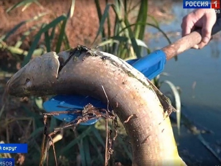 Рыбу в тамбовском пруду отравили птичьим пометом