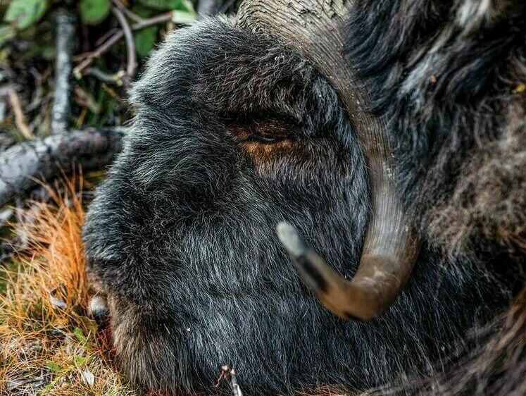 Брали мы овцебыка на ледяных островах. Охота в Гренландии (с фото)
